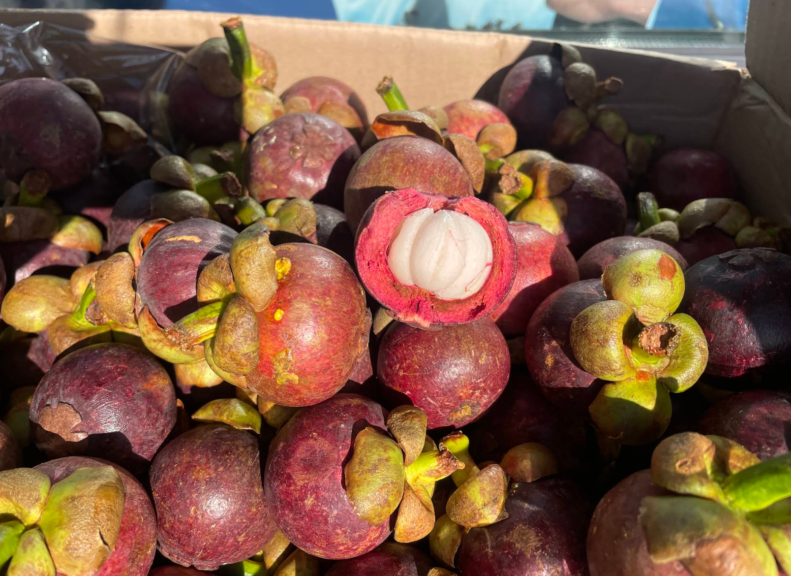 Fresh purple mangosteens